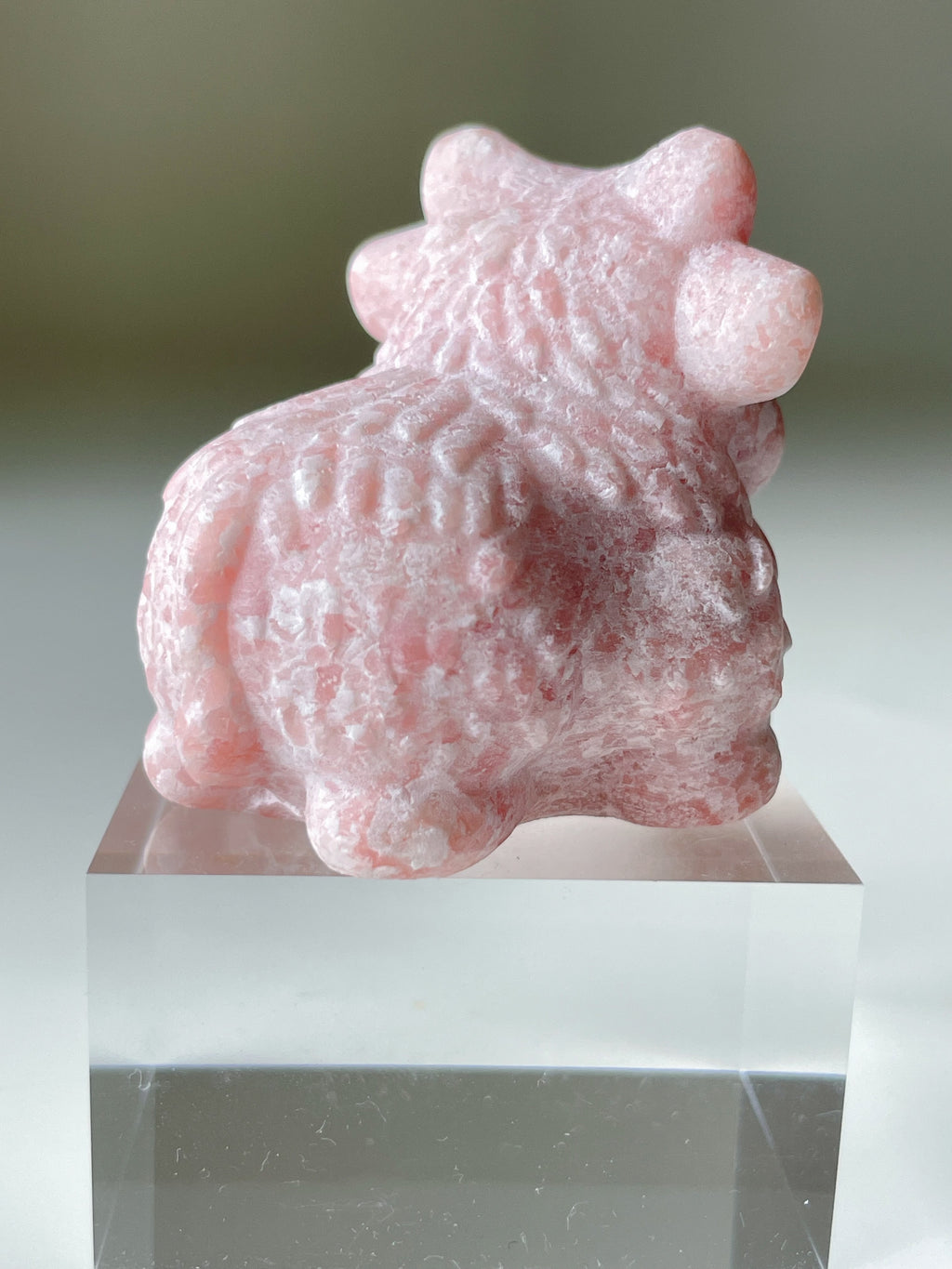 Pink Opal Highland Cow