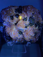Barite on Cerussite and Galena - Morocco