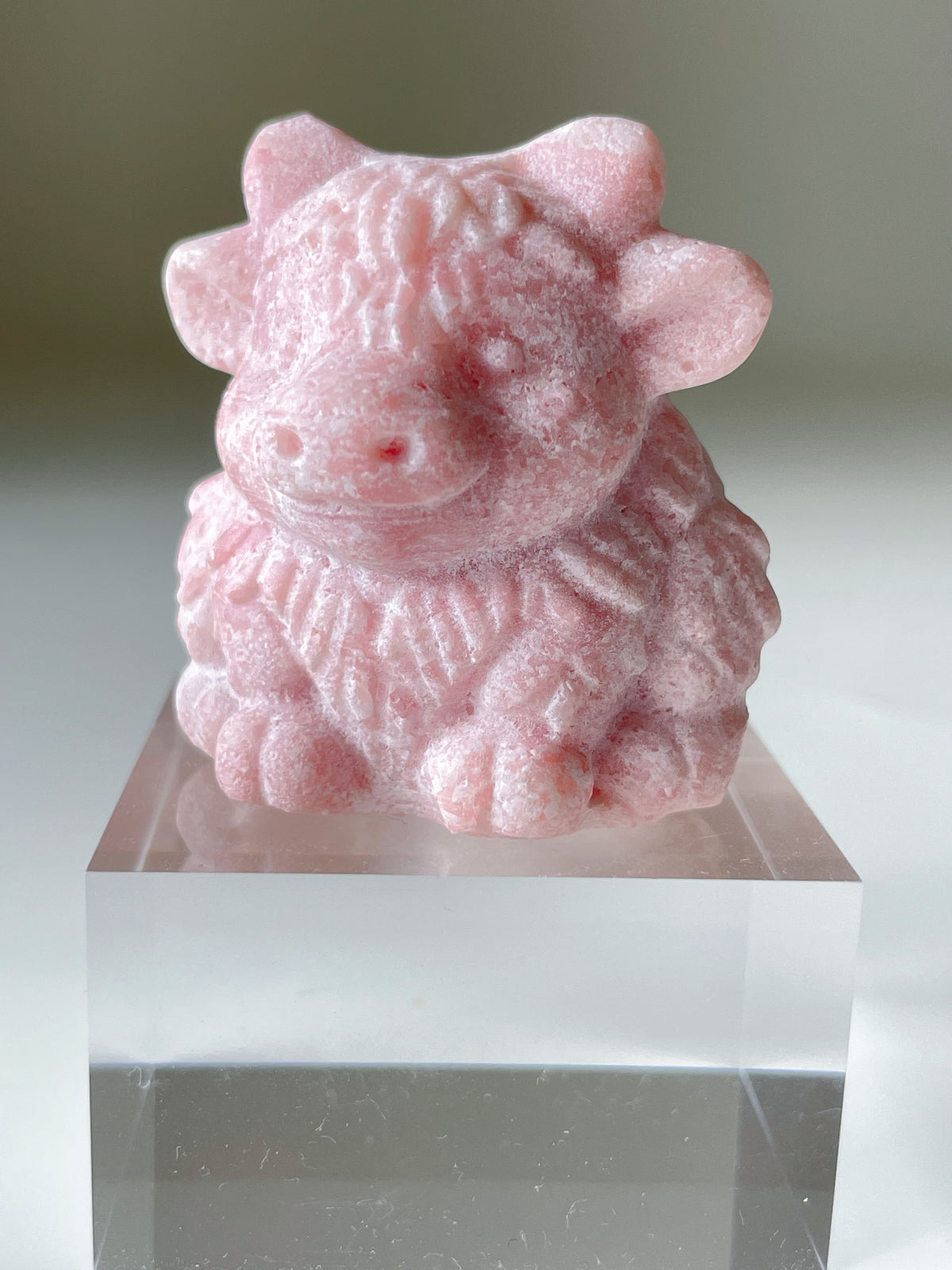 Pink Opal Highland Cow
