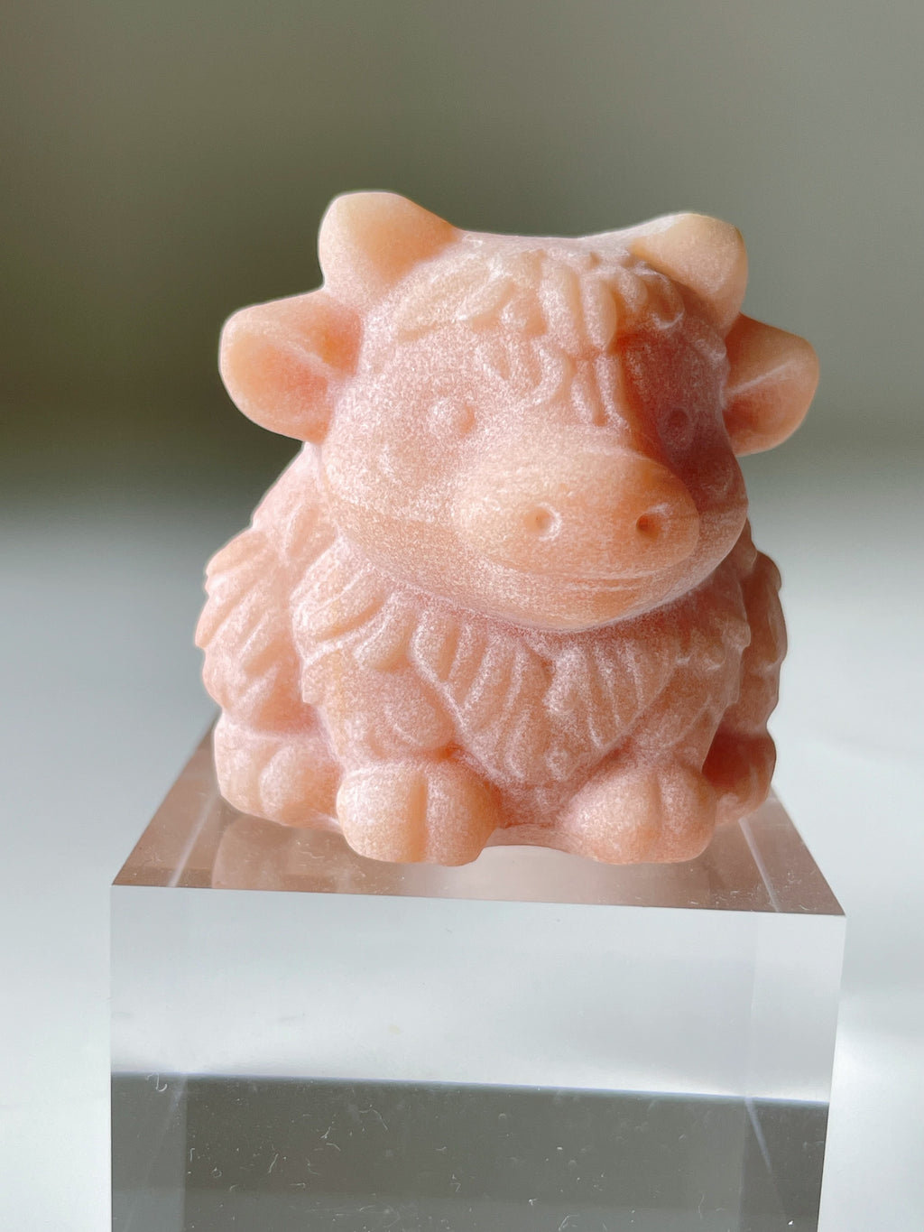 Peach She Tai Cui Highland Cow
