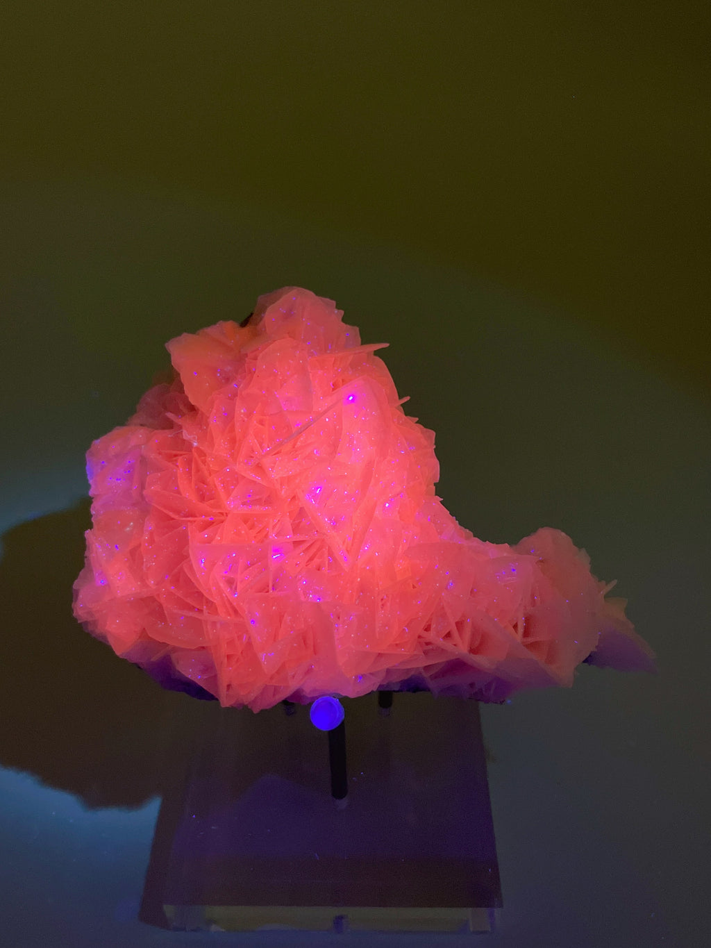 A vibrant pink Petal Bladed Calcite specimen with delicate crystal formations, beautifully displayed on a stand.