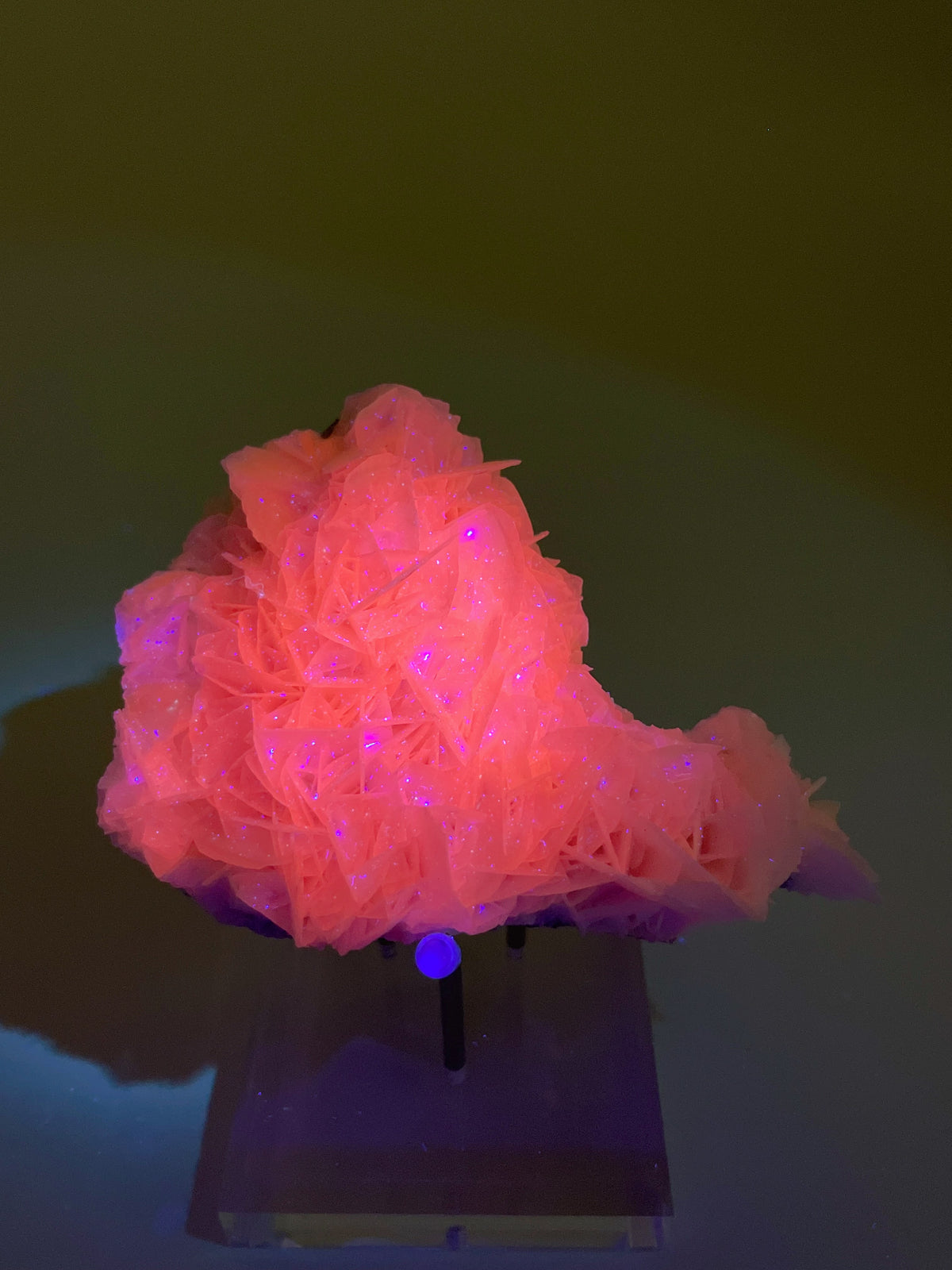 A vibrant pink Petal Bladed Calcite specimen with delicate crystal formations, beautifully displayed on a stand.