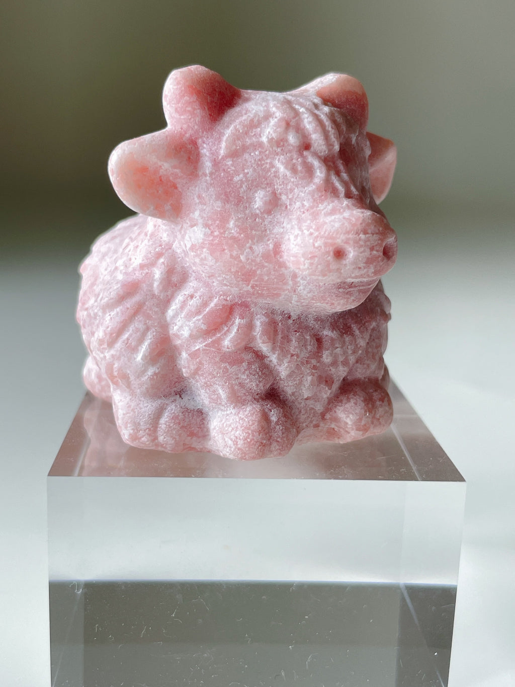 Pink Opal Highland Cow