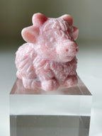 Pink Opal Highland Cow