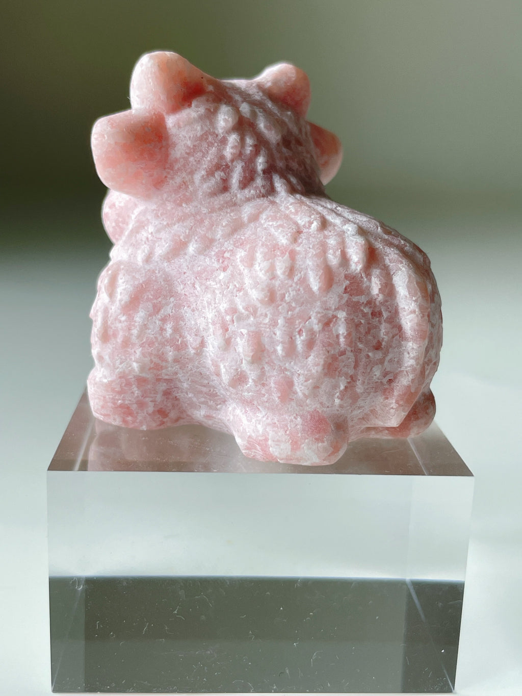 Pink Opal Highland Cow