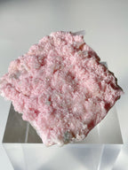 Rhodochrosite cluster with a soft pink hue, showcasing sparkling crystal formations on a clear display stand.