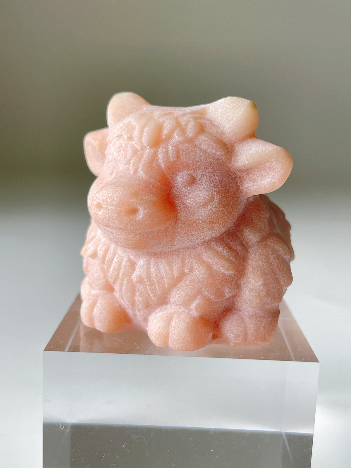 Peach She Tai Cui Highland Cow