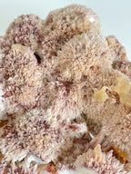 Pink Mordenite Specimen 6 - Maharashtra, India